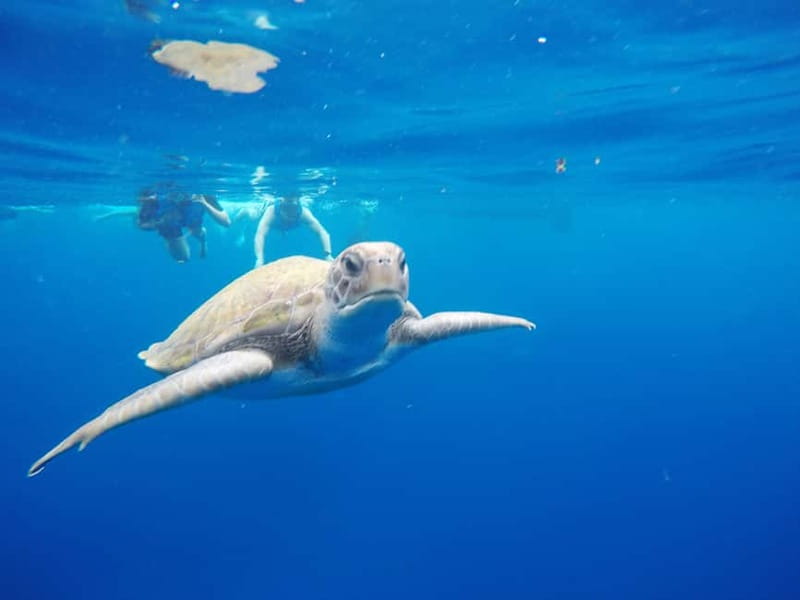 Los Cristianos: Kayak and Snorkel with Turtles and Photos - Paddling past Los Cristianos and the cliffs