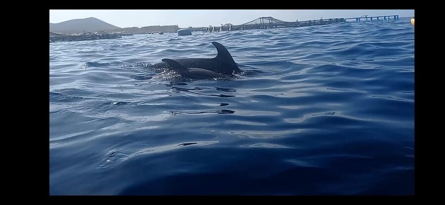 Los Cristianos: Kayak & Snorkel Tour with turtles and photos included - From the Los Cristianos shop to the water