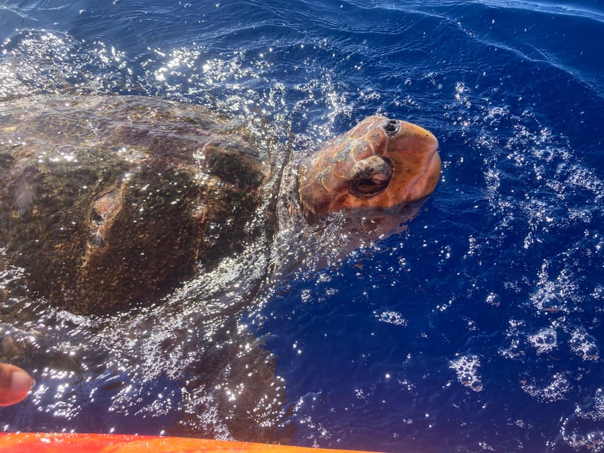 Los Cristianos: Kayak & Snorkel Tour with turtles and photos included - The paddle back and the value at $31