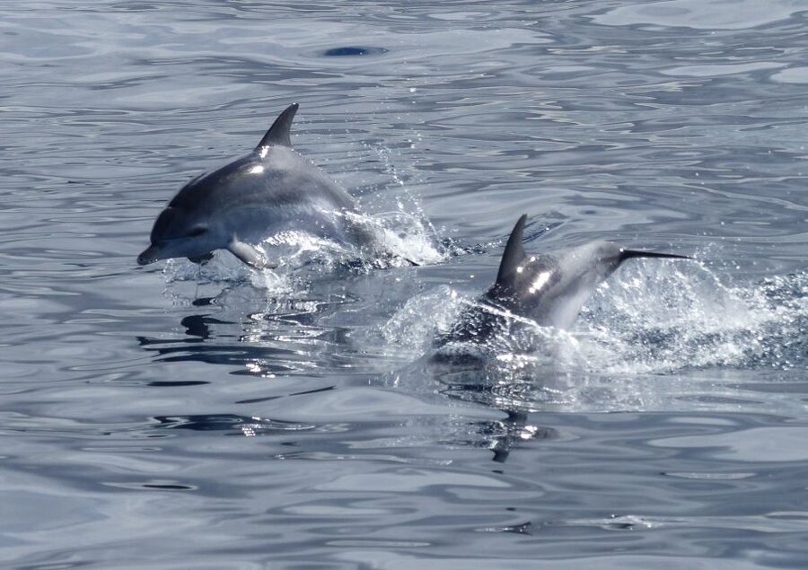 Los Cristianos Respectful No-Chase Whale and Dolphin Safari - What the no-chase policy means at sea