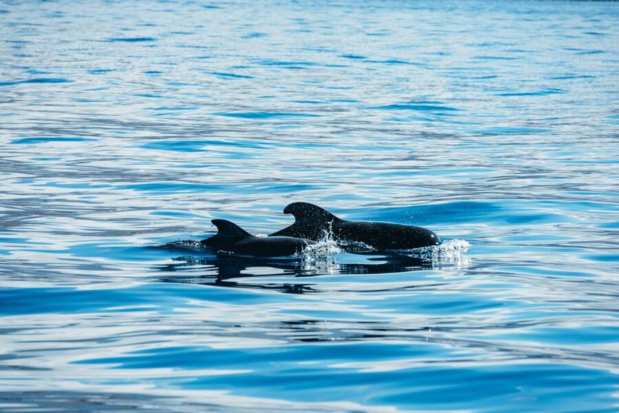 Los Cristianos Respectful No-Chase Whale and Dolphin Safari - The boat, the seating and the sea conditions