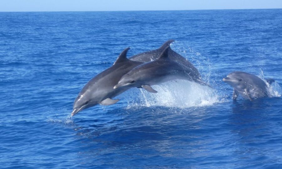 Los Cristianos Respectful No-Chase Whale and Dolphin Safari - What $29 buys, and what it doesn’t