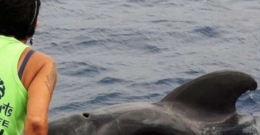 Los Cristianos Respectful No-Chase Whale and Dolphin Safari - Practical details before you book