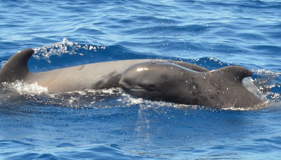 Los Cristianos Respectful No-Chase Whale and Dolphin Safari - Who will enjoy this Los Cristianos safari
