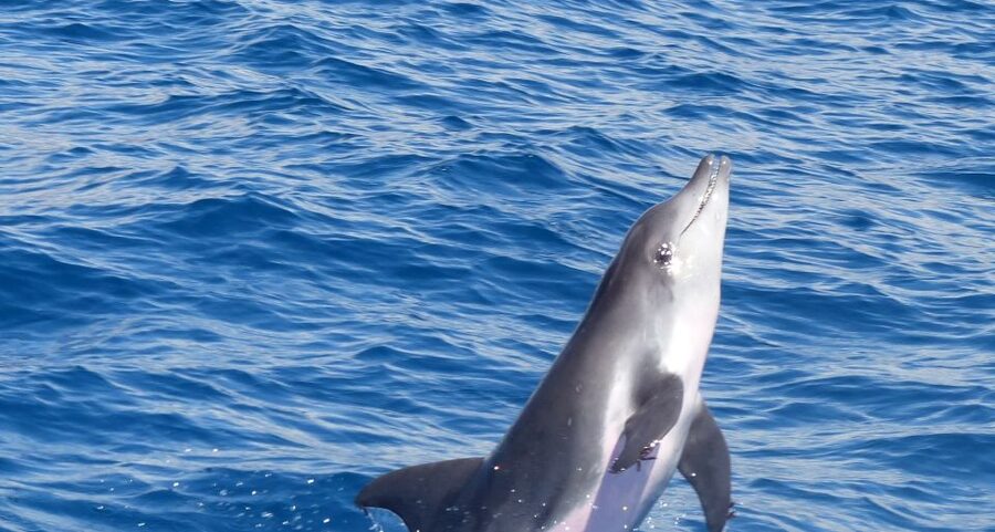 Los Cristianos Respectful No-Chase Whale and Dolphin Safari - Two hours of searching, watching and learning
