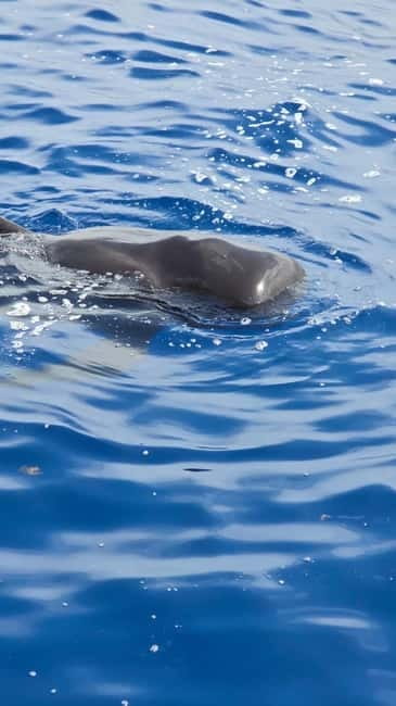 Los Cristianos: Viking Cruise Whales & Dolphins Watching - Searching for whales and dolphins off Tenerife