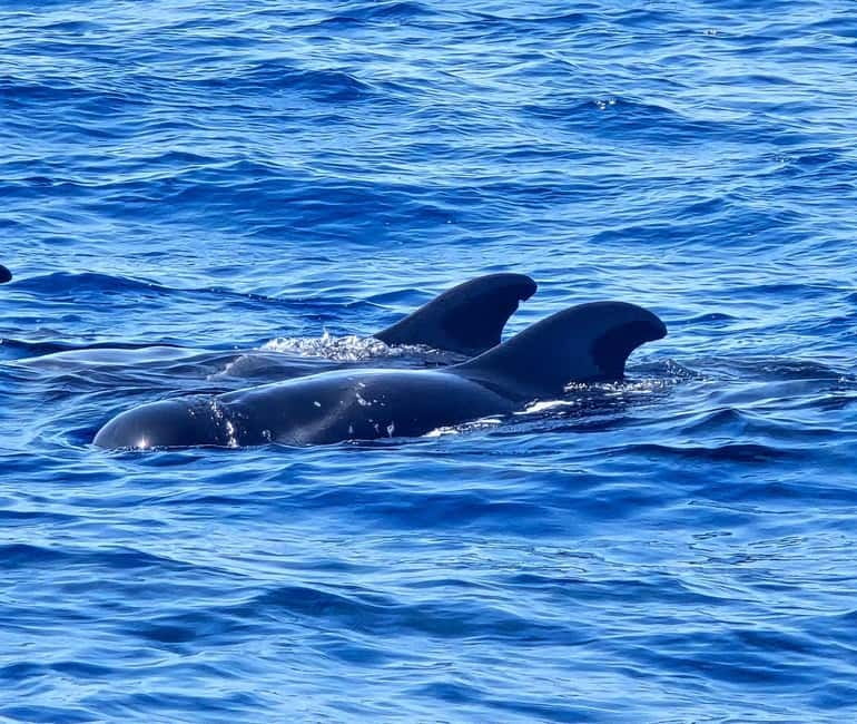 Los Cristianos: Viking Cruise Whales & Dolphins Watching - Should you book this Los Cristianos cruise?
