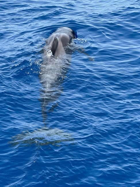Los Cristianos: Viking Cruise Whales & Dolphins Watching - Viking character, music and onboard atmosphere