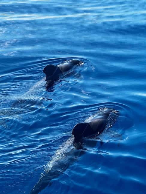 Los Cristianos: Whale Watching Cruise w/Swim Stop & Drinks - Following the Coast Past Playa de Las Américas and Adeje