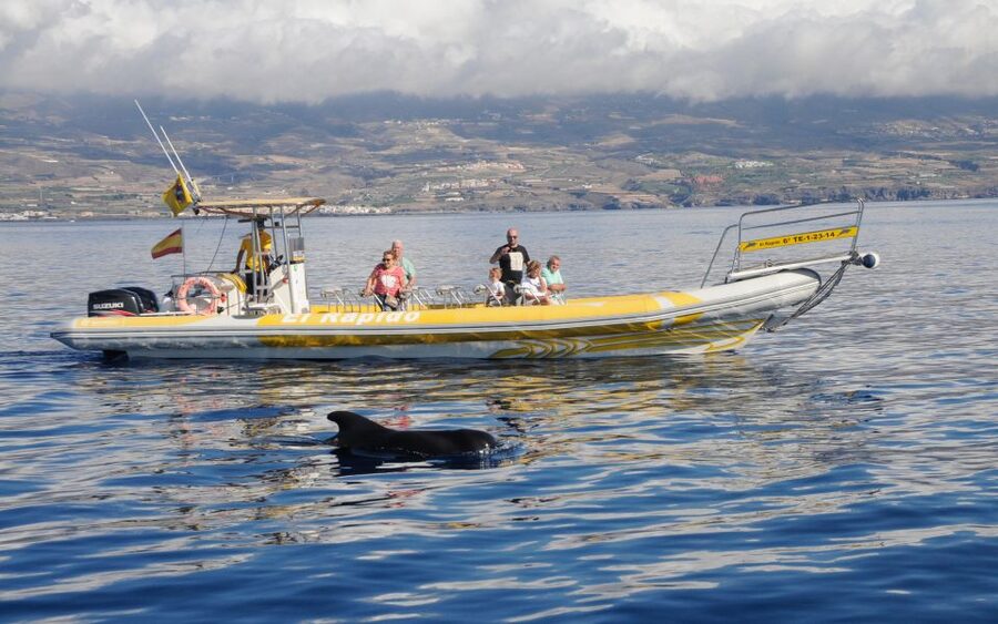 Los Gigantes: Dolphin and Whale Watching Cruise by Speedboat - A quick ride into the Teno-Rasca Whale Sanctuary