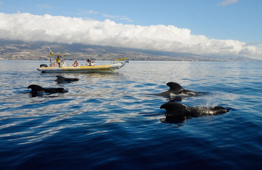 Los Gigantes: Dolphin and Whale Watching Cruise by Speedboat - Looking for whales and dolphins at sea