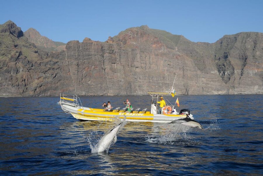 Los Gigantes: Dolphin and Whale Watching Cruise by Speedboat - Cooling off in a sheltered bay