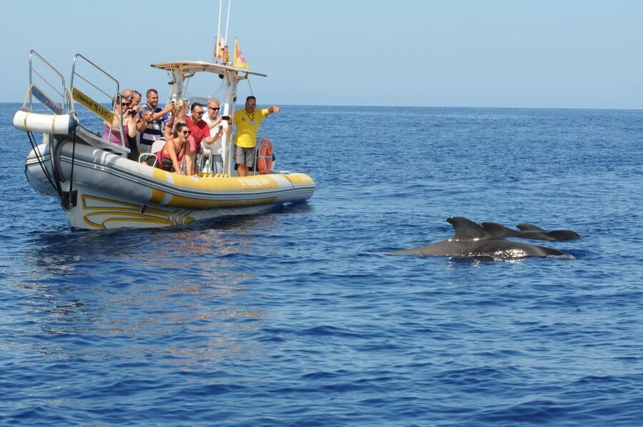 Los Gigantes: Dolphin and Whale Watching Cruise by Speedboat - Getting to Los Gigantes and preparing for the ride