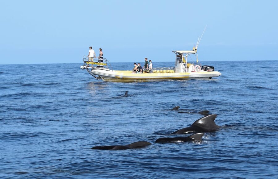 Los Gigantes: Dolphin and Whale Watching Cruise by Speedboat - Sailing beneath the 600-meter cliffs