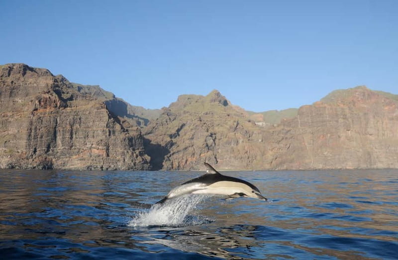 Los Gigantes: Dolphin and Whale Watching Tour with Drinks - Watching for Whales and Dolphins