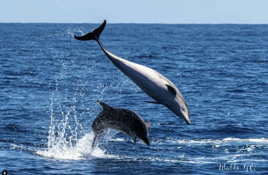 Los Gigantes: Dolphin and Whale Watching Tour with Drinks - Who Will Enjoy This Boat Trip Most