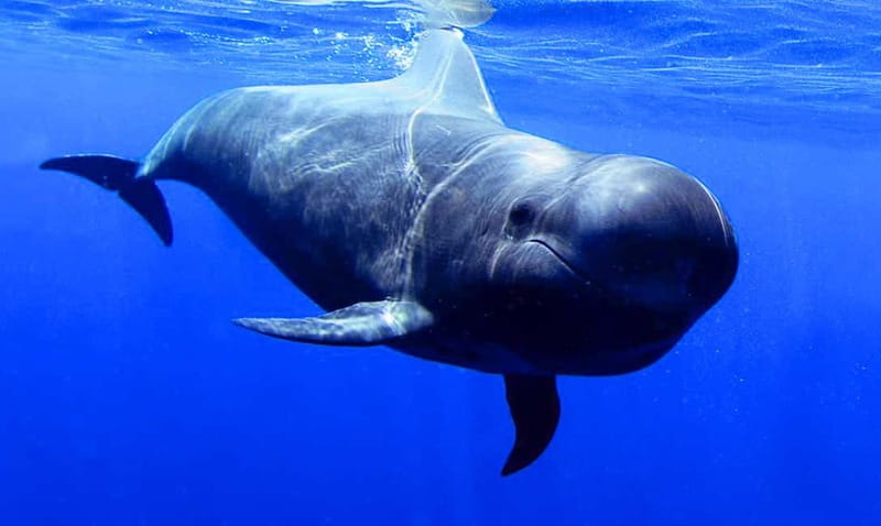Los Gigantes: Dolphin and Whale Watching Tour with Drinks - Sailing Beneath the Masca and Los Gigantes Cliffs