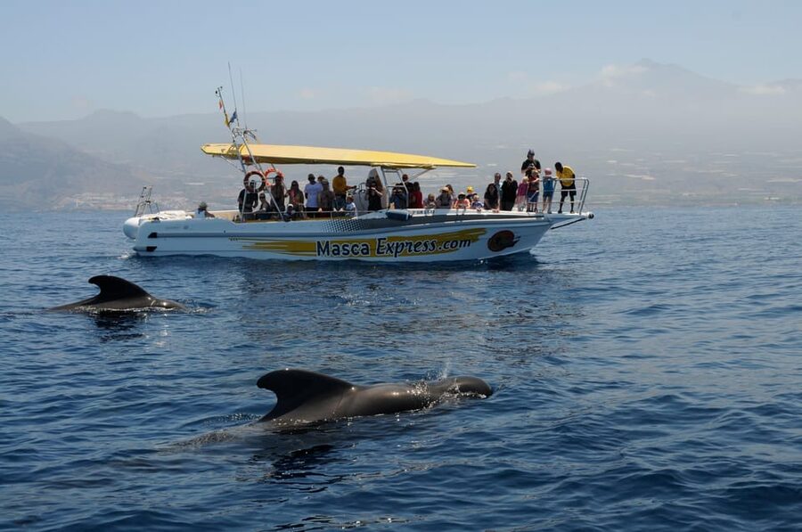 Los Gigantes: Dolphin & Whale Watching Cruise with Swim Stop - Setting off from Los Gigantes Port