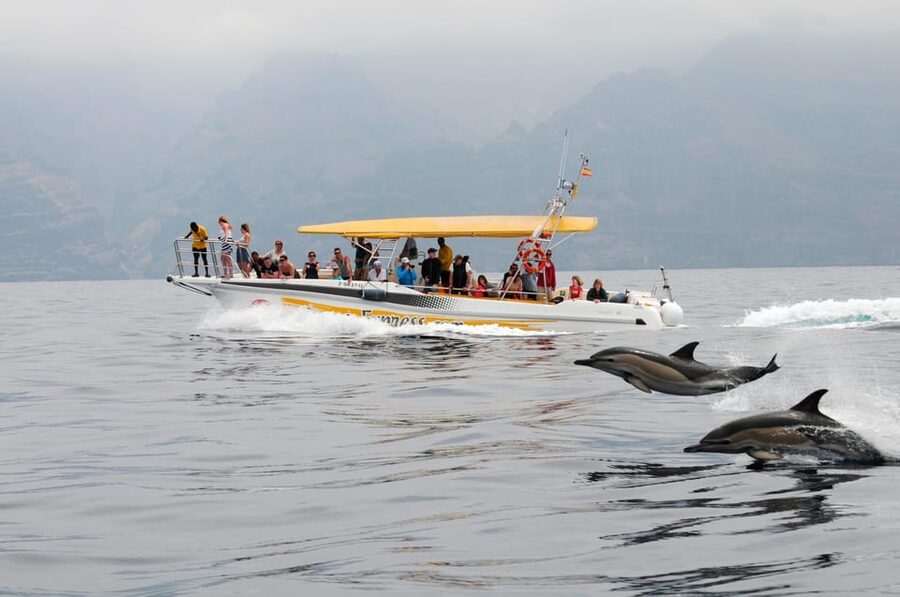 Los Gigantes: Dolphin & Whale Watching Cruise with Swim Stop - Seeing Los Gigantes from the water