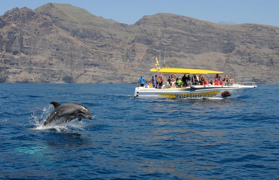 Los Gigantes: Dolphin & Whale Watching Cruise with Swim Stop - Looking for whales and dolphins offshore