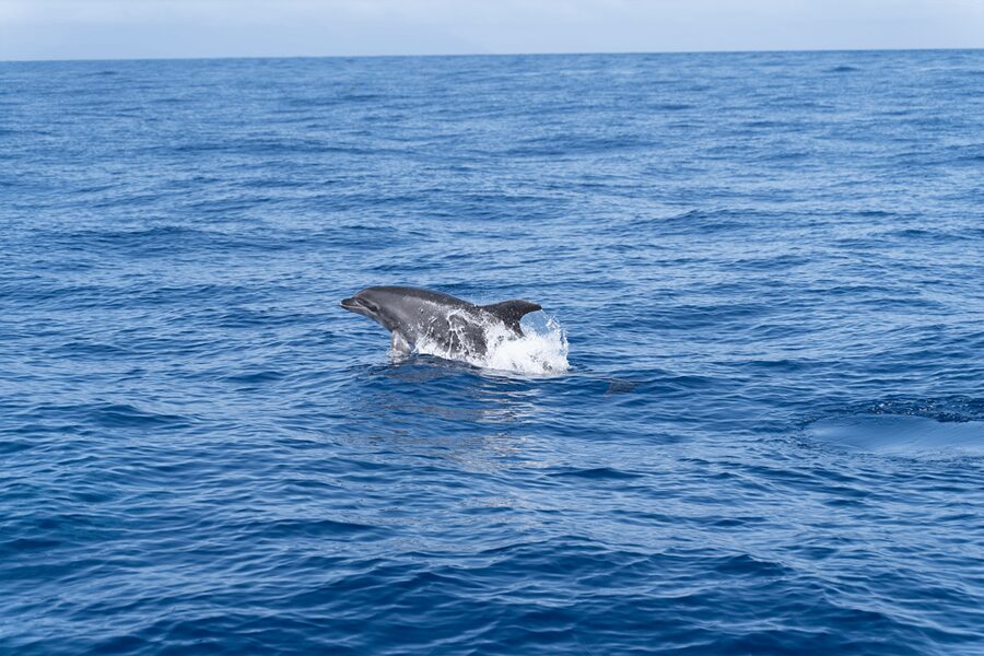 Los Gigantes: Sailing Excursion with Swimming, Drink & Tapas - The trip at a glance