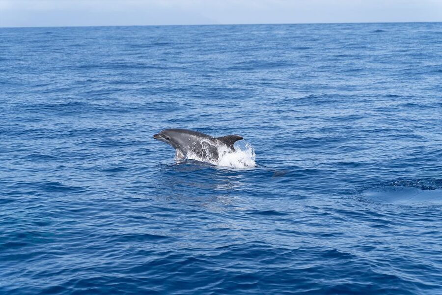 Los Gigantes: Sailing Excursion with Swimming, Drink & Tapas - Swimming and snorkeling in clear water