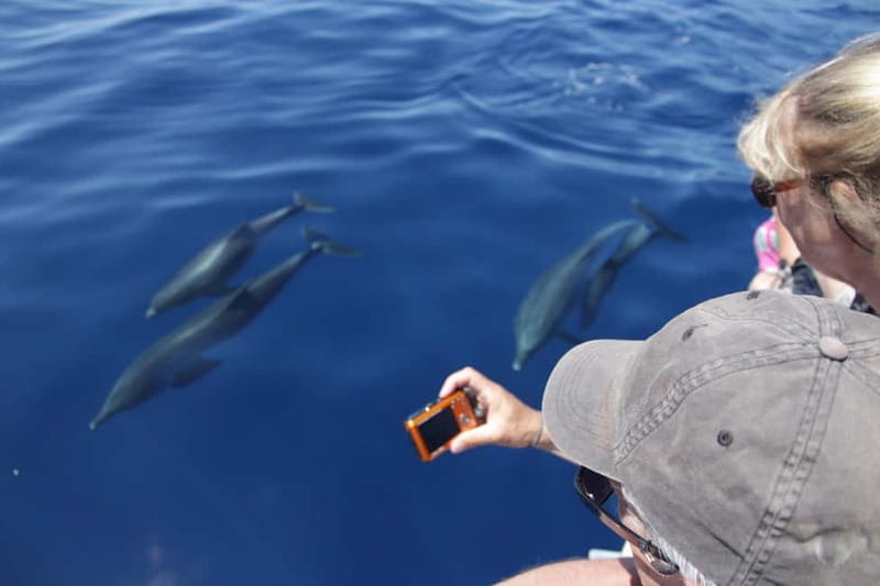 Los Gigantes: Whale or dolphin watching and swimming tour in Masca - Swimming beneath the Masca cliffs