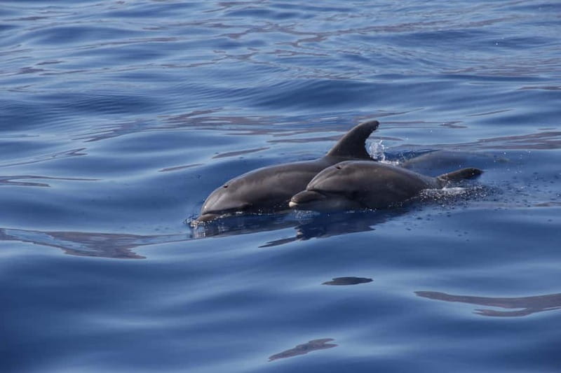 Los Gigantes: Whale or dolphin watching and swimming tour in Masca - Should you book it?