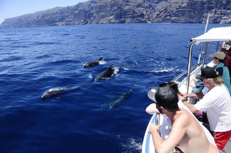 Los Gigantes: Whale or dolphin watching and swimming tour in Masca - Searching for whales and dolphins