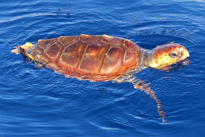 Los Gigantes Whale Watching Charter by Sail Boat - A quiet cove for swimming and snorkeling