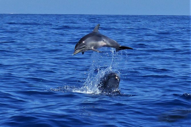 Los Gigantes Whale Watching Charter by Sail Boat - Crew, languages and the small-group feel