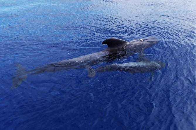 Los Gigantes Whale Watching Charter by Sail Boat - Who should book this Los Gigantes sail?