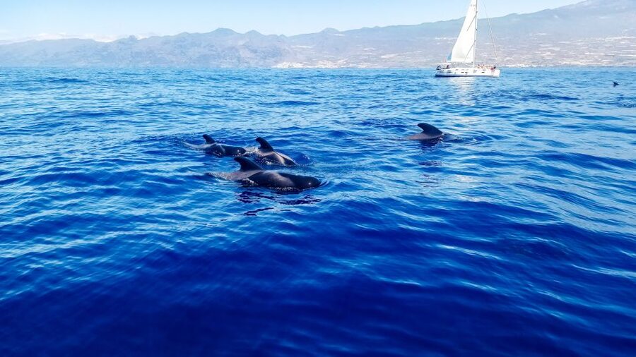 Los Gigantes: Whales and Dolphin Watching Cruise with Lunch - From Los Gigantes into whale country
