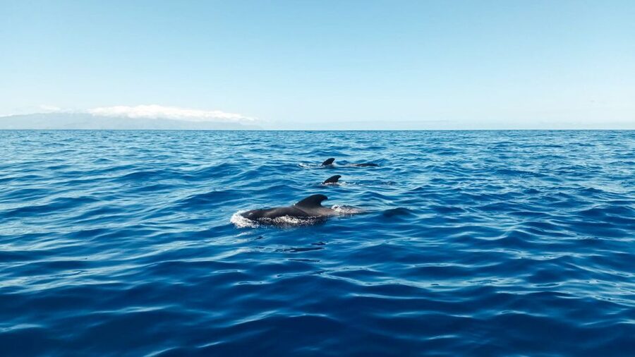 Los Gigantes: Whales and Dolphin Watching Cruise with Lunch - Watching wildlife with room to breathe