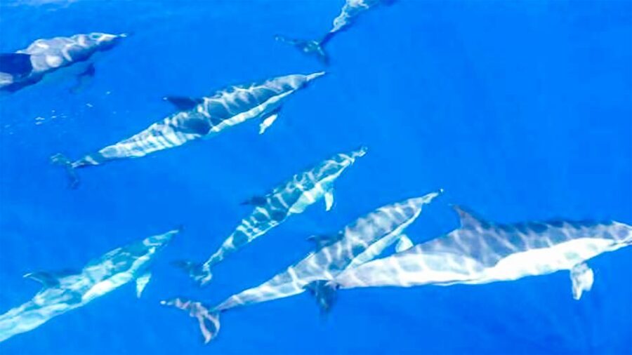 Los Gigantes: Whales and Dolphin Watching Cruise with Lunch - What lunch means on this boat