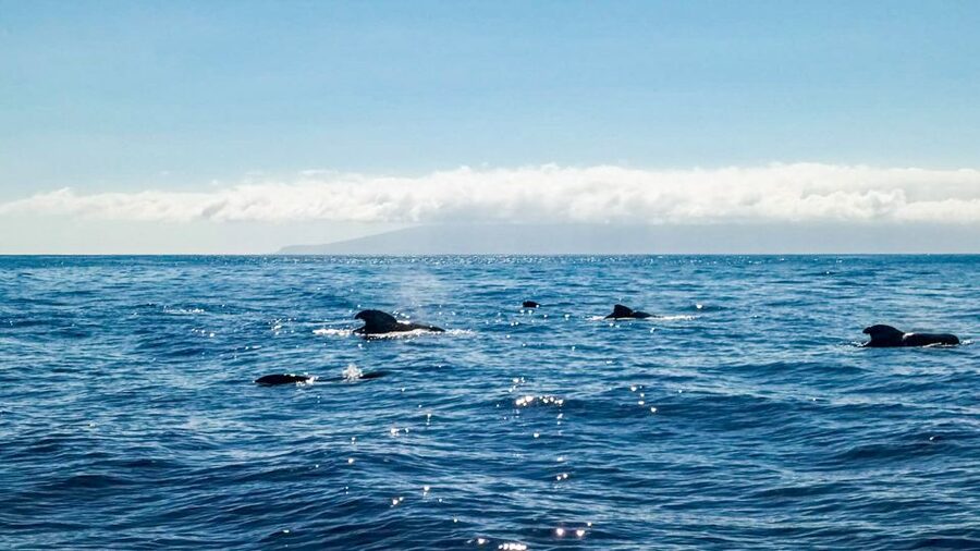 Los Gigantes: Whales and Dolphin Watching Cruise with Lunch - A small-group feel, with a friendly captain