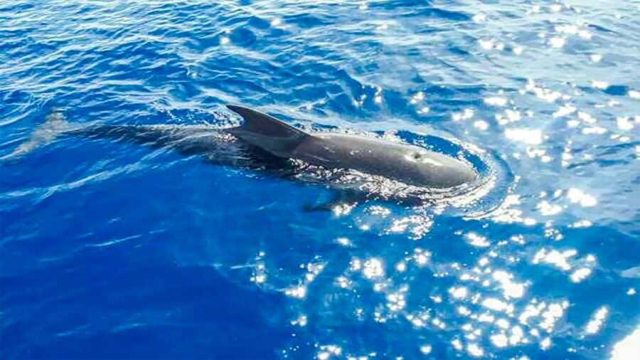 Los Gigantes: Whales and Dolphin Watching Cruise with Lunch - FAQ