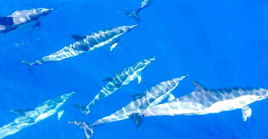 Los Gigantes: Whales and Dolphin Watching Cruise with Lunch - The 600-meter cliffs and cove stop