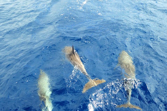 Luxury Opera 60 Whale & Dolphin Watching Experience - FAQ