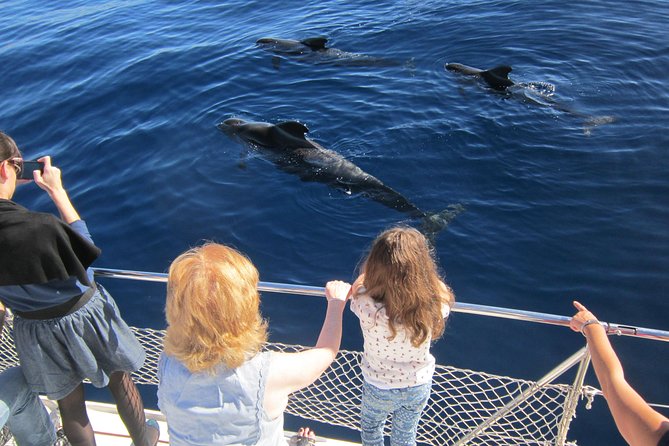 Most Famous Catamaran in Tenerife Island (2 hours and 3 hours tours) - What you may see at sea