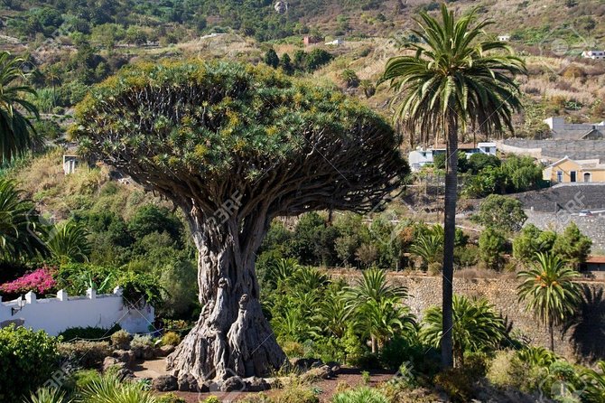 Mt. Teide and Masca Valley Tour in Tenerife - Should you book it?