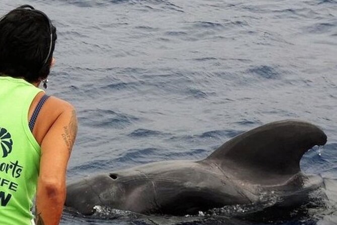 No chase Whale & Dolphin tour putting Marine Life first - we care - Sailing out from Los Cristianos