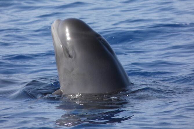 No chase Whale & Dolphin tour putting Marine Life first - we care - The south coast and Mount Teide