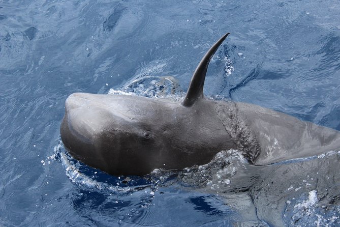 No chase Whale & Dolphin tour putting Marine Life first - we care - Comfort, commentary and the group