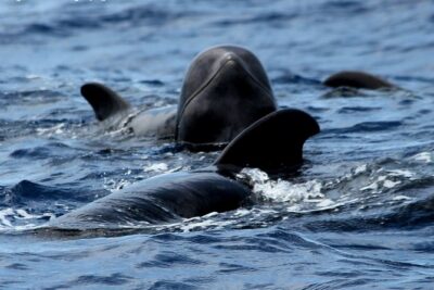 No chase Whale & Dolphin tour putting Marine Life first – we care