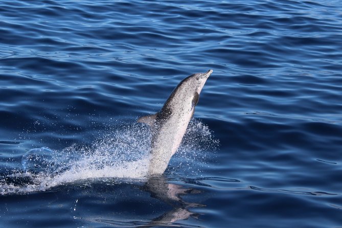 No chase Whale & Dolphin tour putting Marine Life first - we care - Is two hours enough?