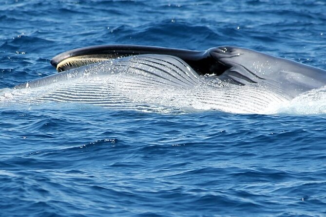 No chase Whale & Dolphin tour putting Marine Life first - we care - Price, booking and weather