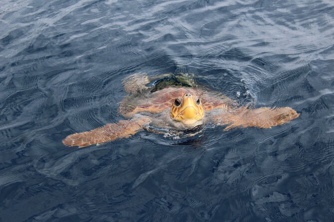 No chase Whale & Dolphin tour putting Marine Life first - we care - Should you book Bahriyeli?
