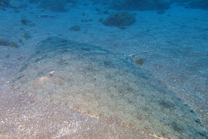 PADI Open Water Diver Course (OWD) - 2.5 days - From practice skills to Tenerife’s sea life