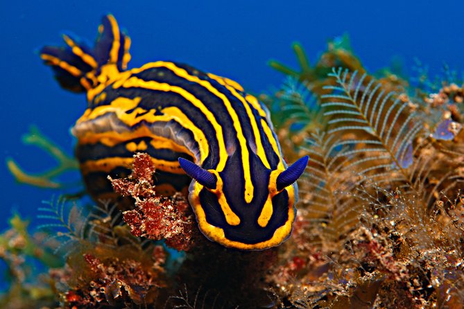PADI Open Water Diver Course (OWD) - 2.5 days - What the $724.41 price covers